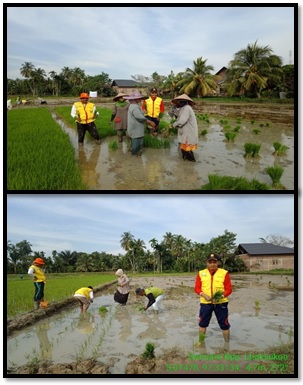 DEMPLOT PADI SISTEM JARWO SUPER 2:1