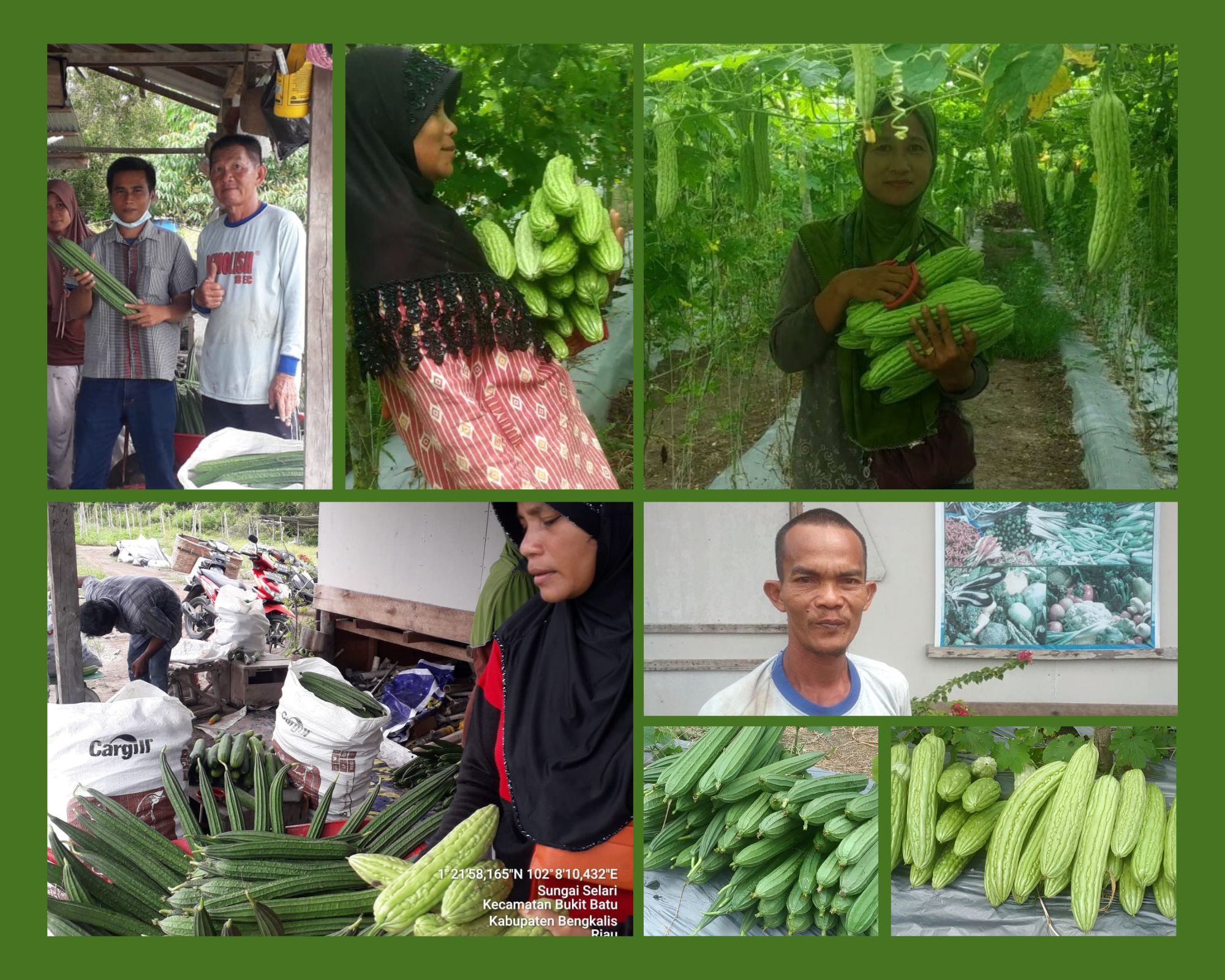 Pupuk Kandang yang Membuat Poktan Sejahtera Berkembang