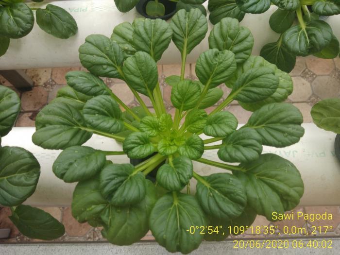 BUDIDAYA SAWI PAGODA, MUDAH DENGAN HIDROPONIK SISTEM NFT