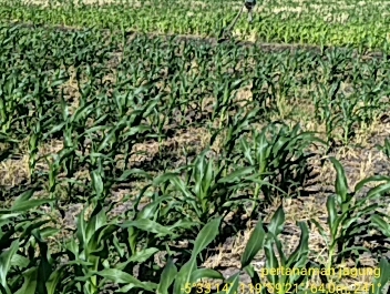 Hama Penggerek Batang Pada Tanaman Jagung