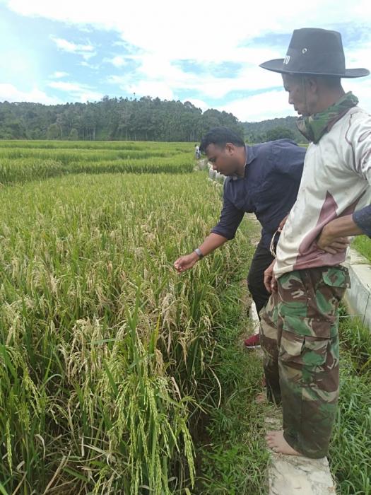 Pengendalian Hama Blas Pada Tanaman Padi Sawah