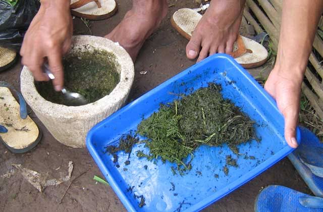 MENGOLAH PISANG KEPOK MENJADI KERIPIK PISANG MANIS