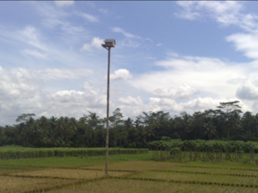Pengendalian Tikus Dengan Burung Hantu (tyto Alba)