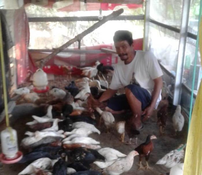 AYAM JOPER (JAWA SUPER) SAMARINDA