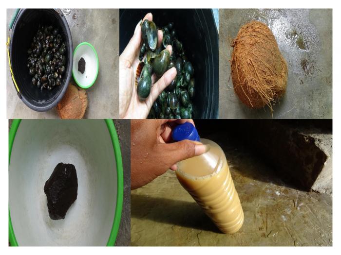Pemanfaatan Hama Keong Mas sebagai POC