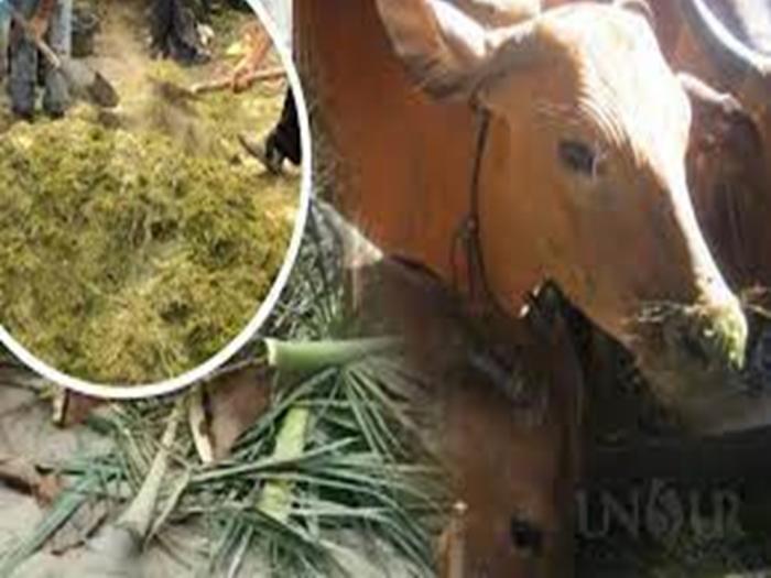 TEKNOLOGI PEMBUATAN SILASE DAUN PELEPAH KELAPA SAWIT UNTUK PAKAN TERNAK