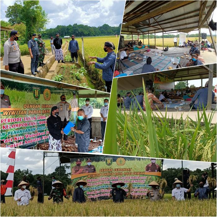 BERSYUKUR MELALUI WIWITAN PANEN RAYA PADI SAWAH