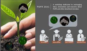 Apa Yang Dimaksud Dengan Pgpr?