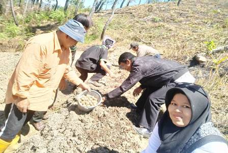 Cara Menghasilkan Bibit  Kentang  