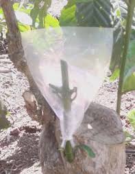 Rehabilitasi Tanaman Kopi Dengan Sambung Pucuk (top Ent)