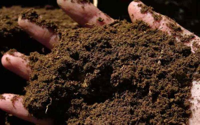 DUKUNG PROGRAM GENTA ORGANIK, PENYULUH PERTANIAN KEMBANGKAN BERAS ORGANIK