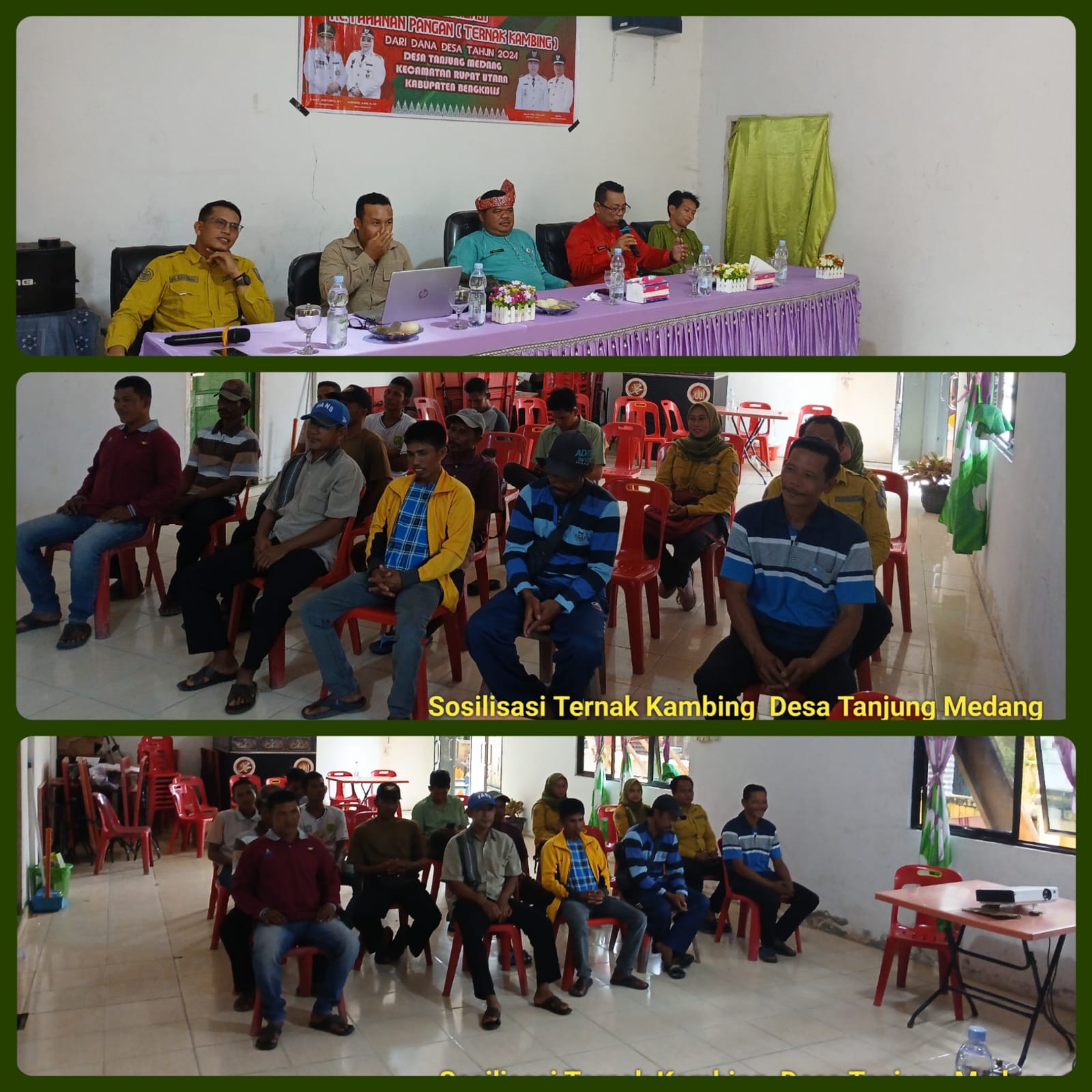 Pemerintah Desa Tanjung Medang  Kec.Rupat Utara Kab. Bengkalis Menyerahkan 47 ekor Ternak Kambing Kepada Masyarakat