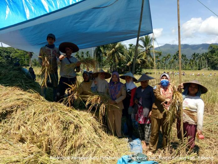 PANEN DAN PASCA PANEN PADI SAWAH