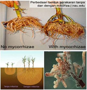 Peranan Mikoriza Dalam Dunia Pertanian Dalam Mengatasi Kekeringan