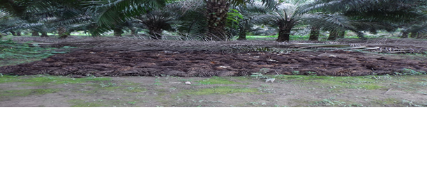 Manfaat Tandan Kosong Kelapa Sawit