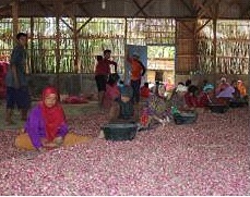 Sortasi Dan Grading Bawang Merah