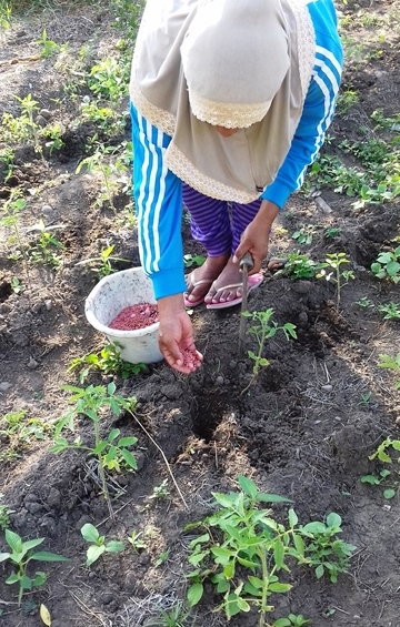 Cara Memupuk Tanaman Tomat 