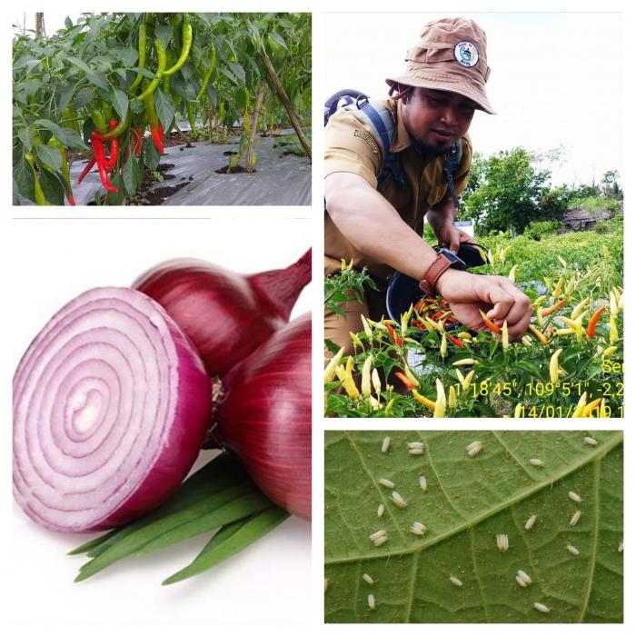 MEMBUAT EKSTRAK BAWANG MERAH SEBAGAI PENGENDALI KUTU KEBUL 