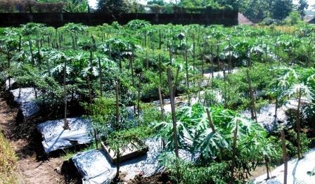 PENINGKATAN PENDAPATAAN MELALUI INTENSIFIKASI LAHAN DENGAN TUMPANG SARI DI LAHAN KERING 