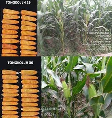 JH 29 DAN JH 30, VARIETAS UNGGUL JAGUNG HIBRIDA POTENSI HASIL TINGGI 