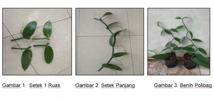 Tehnik Perbanyakan Setek Vanili