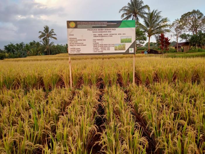 TEKNOLOGI BUDIDAYA BENIH PADI   