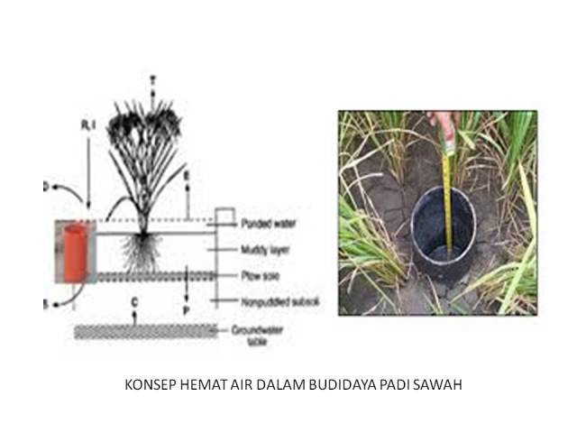 KONSEP HEMAT AIR DALAM BUDIDAYA PADI SAWAH