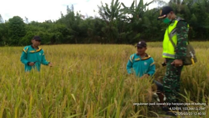 UBINAN PADI SAWAH DI KELOMPOK TANI HARAPAN JAYA