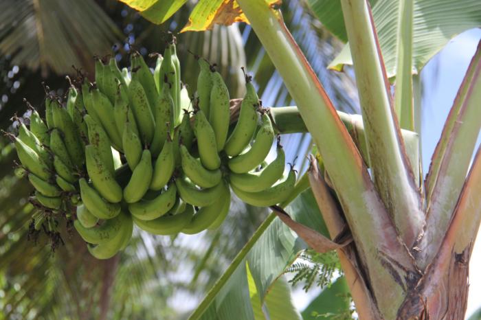 KERAS TAHAN LAMA DAN ENAK ADALAH PENCIRI PISANG 