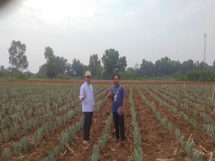 TEKNIK BUDIDAYA  NANAS