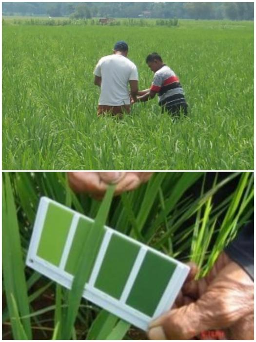 HEMAT PUPUK UREA DENGAN BAGAN WARNA DAUN