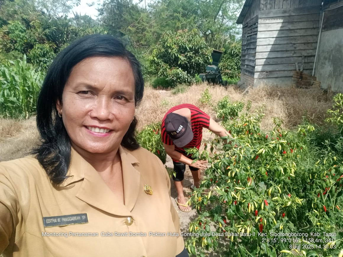 Budidaya Tanaman Cabai Rawit Domba