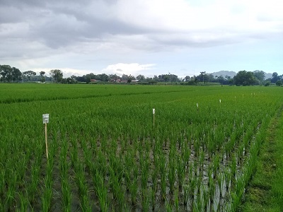 Hasil Uji Varietas Padi Baru Pionner Dibanding Varietas Ciherang Di Poktan  Jaya Makmur Desa Wonorejo Kecamatan Sumbergempol Kabupaten Tulungagung