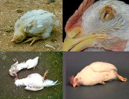 Mengenal Penyakit Nd Pada Ayam