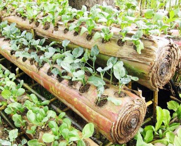 Manfaat Gadebog pada pohon pisang untuk pupuk tanaman