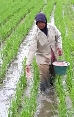 Rekomendasi Pemupukan Berimbang Pada Tanaman Jagung