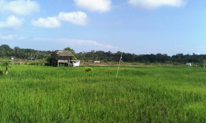 PENANAMAN PADI DI DESA BURUK BAKUL KECAMATAN BUKIT BATU