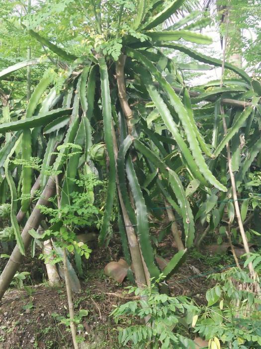 Budidaya Buah Naga Organik