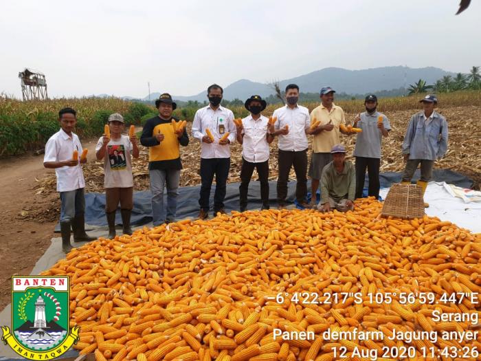 BUDIDAYA JAGUNG HIBRIDA DI LOKASI DEMONSTRASI FARM