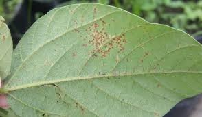 PENYAKIT KARAT DAUN PADA TANAMAN KEDELAI DAN STRATEGI PENGENDALIANNYA