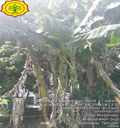 BATANG PISANG SALAH SATU SUMBER PAKAN SAPI DI SULAWESI TENGAH
