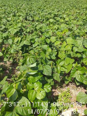 BUDIDAYA KACANG HIJAU DI MUSIM KEMARAU