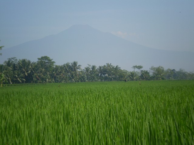 Menentukan Jadwal Waktu Tanam Padi Berdasarkan Pranoto Mongso 