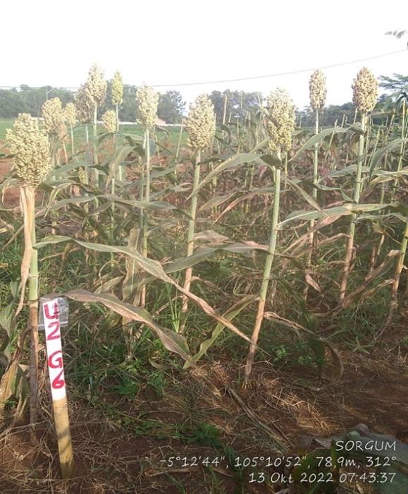 MORFOLOGI TANAMAN SORGUM
