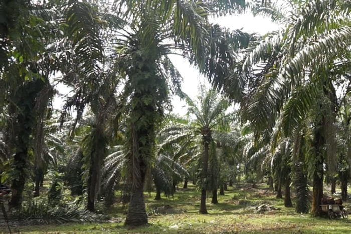 Manfaat Sertifikasi ISPO bagi Petani Kelapa Sawit Swadaya