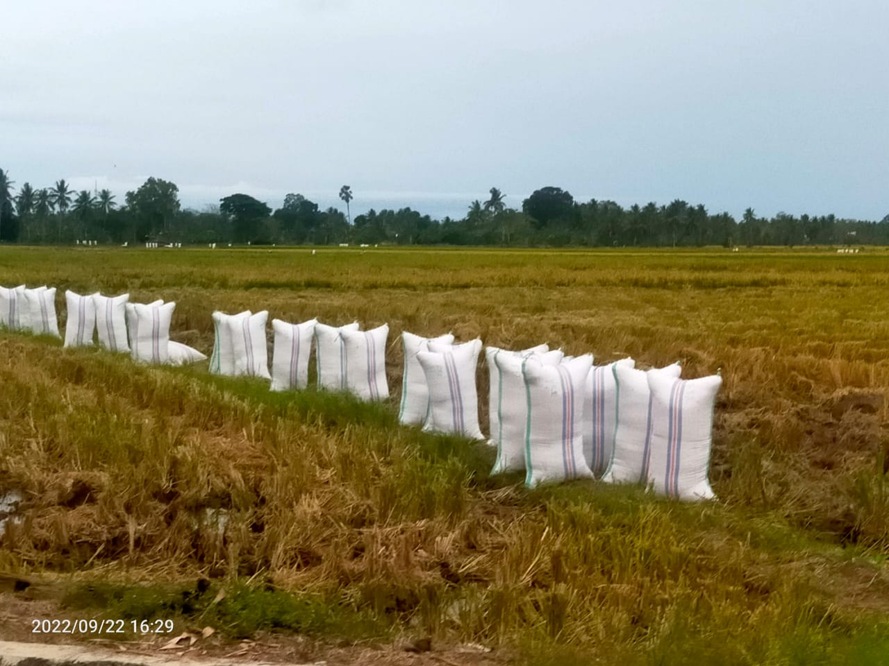 PENGEMBANGAN PERTANIAN PADI ORGANIK