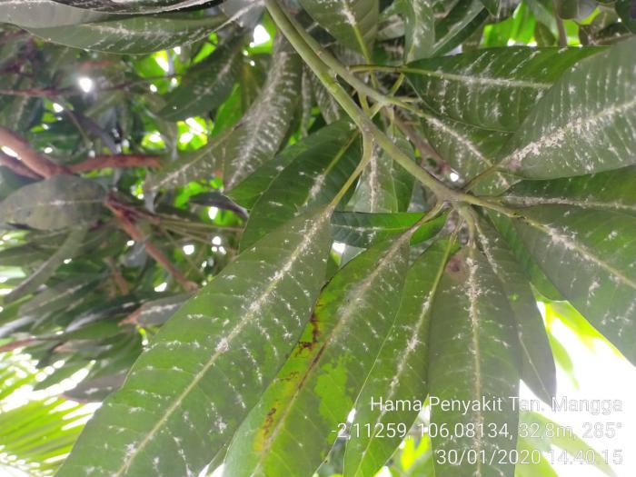 Pengendalian Hama dan Penyakit pada Tanaman Mangga