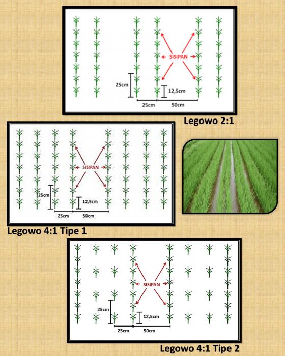 Sistim Tanam Jajar Legowo Mampu Meningkatkan Produksi Tanaman   