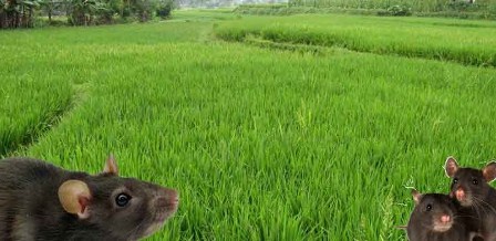 PENGENDALIAN HAMA TIKUS DI LAHAN SAWAH