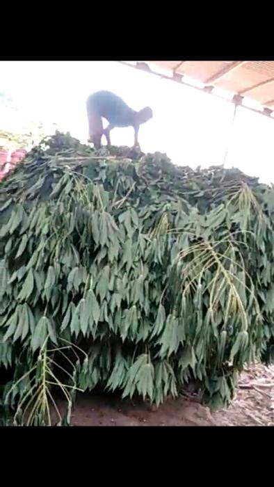 Pengawetan Pakan Hijauan Ternak Kambing